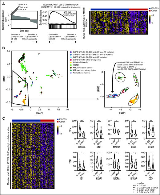 CBFB-MYH11 fusion transcript subtypes are associated with distinct transcriptional landscapes. (A) GSEA comparing E5-E33 CBFB-MYH11 AMLs with all others, using gene sets available through the Molecular Signature Database (hallmark, curated, and oncogenic signature gene sets). Three gene sets that define CBFB-MYH11 transcriptional signatures are significantly enriched in E5-E33 CBFB-MYH11 AMLs. Specifically, the Ross et al gene set is associated with a normalized enrichment score of 2.42 (P value <.0001) with the displayed heatmap of enriched genes. (B) UMAP analysis revealed that E5-E33 CBFB-MYH11 AMLs occupy a different cluster than most other CBFB-MYH11 AMLs. (C) GSEA comparing E5-E33 CBFB-MYH11 AMLs with all others and using a gene set derived by Mandoli et al based on CBFB-MYH11 chromatin immunoprecipitation sequencing (ChIP-seq) occupancy reveals significant enrichment (normalized enrichment score of 1.37, P value <.0001) in E5-E33 CBFB-MYH11 AMLs (100 most enriched genes shown). Violin plots of representative genes within the Mandoli et al gene set that are associated with hematopoietic stem cells or early hematopoiesis (Mann-Whitney U test).