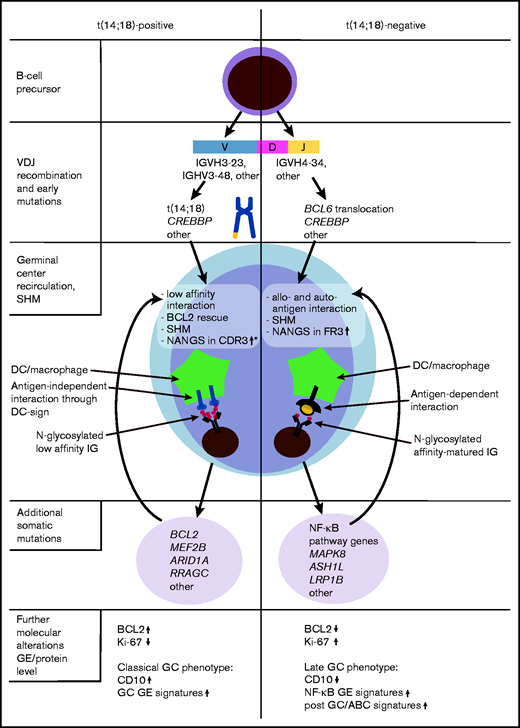 Hypothesis-driven model depicting the molecular pathogenesis of t(14;18)-positive and t(14;18)-negative FL, according to current and previous findings.3,18,33,34 *Gains of newly acquired N-glycosylation sites (NANGS) in CDR3 were specifically prominent in t(14;18)-positive treatment-naive FL stage I/II. DC, dendritic cell; GE, gene expression.