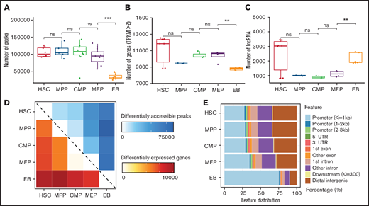 Dynamic changes in chromatin accessibility and the transcriptome during erythroid differentiation. (A) Peaks in ATAC-seq data. The boxplot illustrates the number of accessible chromatin regions at each stage during erythroid differentiation. (B) Number of genes at each stage from RNA-seq data with FPKM >2. (C) Number of lncRNAs at each stage during erythroid differentiation. (D) Heatmap showing the number correlation of differentially accessible peaks of chromatin (top, blue) and differentially expressed genes (bottom, red) during erythroid differentiation. (E) Genomic distribution features of accessible chromatin. The bar plot shows the percentage of ATAC-seq peaks intersecting with the promoter, UTR, exon, intron, and distal intergenic. Statistical results were analyzed using a Kruskal-Wallis test.