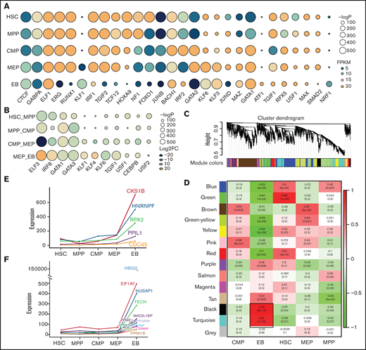 Transcriptional factors and hub gene identification through chromatin accessibility enrichment analysis and weighted gene coexpression network analysis. TF motif enrichment of ATAC-seq peaks during erythroid differentiation. (A) TFs specifically enriched at each stage during erythroid differentiation. (B) TFs enriched at differential peaks. (Some of the TFs are shown in the figure according to their enrichment score). The size of the circle represents the −log P value, which indicates the significance of TF motif enrichment. The color of circle represents the expression (A, FPKM) and differential fold change (B, log2FC) of TFs. (C) Gene cluster dendrogram obtained through linkage hierarchical clustering. The colorful lines below the tree show the modules that were calculated by Dynamic Tree Cutting. (D) The relationships between module and cell type. Each row represents a module eigengene, and each column corresponds to a trait. Each box contains the corresponding correlations and P value. The colors in the figure are based on the correlations. Expression of hub genes in EB, each shown by its significant module: the turquoise module (E) and the black module (F).