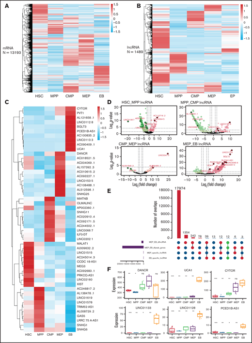 Identification of potential regulatory lncRNAs by integrating transcriptome and chromatin accessibility during erythroid differentiation. Clustering results of mRNAs (A) and lncRNAs (B). (C) Top 10 stage-specific lncRNAs expressed during erythroid differentiation. (D) LncRNAs differentially expressed between adjacent stages during erythroid differentiation. (E) The number of intersecting differentially expressed lncRNAs and the accessible chromatin between the MEP cell and EB stage. Bar plot on the left shows the number of differentially expressed lncRNAs and genes between MEP cell and EB and the number of specific lncRNAs in MEP and EB. The dot plot (bottom right) connected by solid lines represents different intersecting points. The bar plot (top right) represents the number of intersections. (F) The expression of lncRNAs with potential regulatory functions at the MEP cell and EB stages. DANCR is highly expressed at MEP cell stage. UCA1, CYTOR, LINC01133, LINC01128, and PCED1B-AS1 are highly expressed at EB stage.