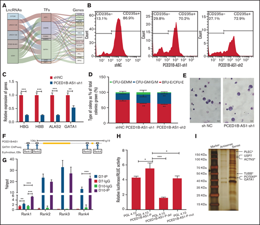 The regulatory networks of lncRNAs, TFs, and genes during terminal erythroid differentiation. (A) The lncRNAs-TF-gene regulatory network in EB: specific lncRNA identified in EB (left column); TFs expressed in EB (middle column); and hub genes in EB (right column). The line between the columns represents the possible regulatory relationship among factors. (B) Detection of CD235a+ cells in differentiated CD34+ cells on day 11 by flow cytometry in green fluorescent protein-positive cells with PCED1B-AS1-KD. The percentage on right in each figure represents the proportion of CD235a+ cells. (C) Relative expression of erythroid-specific genes in differentiated CD34+ cells with PCED1B-AS1-KD on day 12 detected by qPCR assay. (D) Colony-forming capacity analysis of PCED1B-AS1 knockdown in CD34+ cells. (E) Morphology of differentiated CD34+ cells on day 11 (original magnification ×100; Wright-Giemsa stain): vector control (left) and PCED1B-AS1-KD (right). (F) GATA1 binding sites around PCED1B-AS1 locus in EB stage from ENCODE database (ENCFF957CWW). The binding sites are named Rank 1 to 4 from left to right. Rank3 locates in PCED1B-AS1 locus, and the other 3 binding sites locate outside the PCED1B-AS1 locus. (G) GATA1 ChIP-qPCR analyses of IgG and IP on Day 7 and Day 10. The GATA1 binding signal was detected at the 4 regions (Rank1, Rank2, Rank3, and Rank4). (H) Detection of activity of PCED1B-AS1 promoter without any changes or with deletion, mutation on GATA1 binding motif by dual luciferase reporter assay. PGL4.10-PCED1B-AS1-P represents the promoter of PCED1B-AS1 included in the construct of PGL4.10; PGL4.10-PCED1B-AS1-P-del represents the deletion of GATA1 binding motif in the promoter; PGL4.10-PCED1B-AS1-P-mut represents the mutation of GATA1 binding motif in the promoter. (I) Silver staining of the co-precipitated proteins with lncRNA PCED1B-AS1 in the in vitro RNA pull-down assay. Cytoskeleton protein or associated proteins indicated by asterisk (*). Statistical results were analyzed by Student t-test and Kruskal-Wallis test; *P < .05; **P < .01; ***P < .001. Ctrl, control group; KD, knockdown; OE, overexpression.
