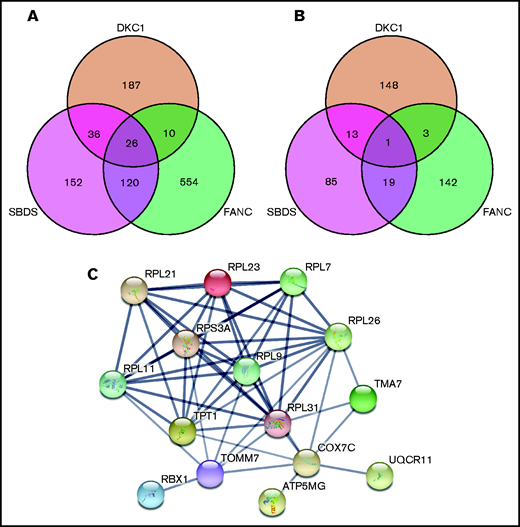 Three-way Venn diagrams detailing the overlap between significantly dysregulated genes in patients with FA, SDS, and DC. Intersections between gene lists from DESeq2 analysis for each patient group in which FDR < 0.05. The Venn diagrams show the intersections between genes that are either all upregulated (A) or all downregulated (B). (C) String analysis of the 26 shared upregulated genes shows strong functional and physical association proteins encoded by the ribosome protein genes as well as those involved with mitochondrial function. Confidence in the interactions was set as high (>0.7) based on curated experimental data and co-expression studies. Only those genes with an interaction are shown.