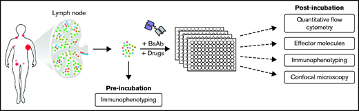Overview of lymph node–derived culture model and experimental set-up. The experimental setup and the workflow of this study are illustrated.