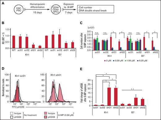 Reduced NUDT15 expression increased sensitivity to 6-MP–induced DNA damage. (A) Schematic diagram of experiments. (B) Relative expression of the NUDT15 gene in PSC-derived hematopoietic progenitor cells (HPCs). Relative quantity (RQ) values were calculated via the ΔΔCt method using multiple control genes in wild-type (WT) cells as an internal control in Kh1 and B7 strains. (C) Cell numbers after exposure to 6-MP. (D-E) Representative fluorescence-activated cell sorting panel and median fluorescence intensity of pH2AX levels after exposure to 6-MP. *Significant difference (P < .05) in both the Kruskal-Wallis test and post hoc comparison, **significant difference only in the Kruskal-Wallis test. ESC, embryonic stem cell; iPSC, induced pluripotent stem cell; n.s., no significant difference in Kruskal-Wallis test; sc, scrambled; sh, short hairpin.