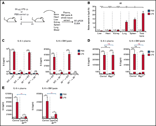 Il6 expression in total tissue extracts from various organs and IL-6 levels in peripheral blood and BM lysates of reciprocal Il6−/− BM chimeric mice as well as LeprCre;Il6fl/fl and Rag1−/− mice after a single LPS injection. (A) Experimental outline illustrating induction of LPS-induced inflammation in WT, reciprocal Il6−/− BM chimeric, Rag1−/−, and LeprCre;Il6fl/fl mice before isolation of major solid organs and collection of plasma and BM lysates for qRT-PCR and ELISA, respectively. This schedule is applicable to experimental data depicted in panels B to E. (B) Il6 expression relative to Gapdh after LPS stimulation in whole tissue extracts from total bone, spleen, lung, kidney, heart, and liver of WT mice. IL-6 protein levels in steady-state (PBS-injected) plasma and BM lysates or after LPS stimulation in reciprocal Il6−/− BM chimeric mice (C), Rag1−/− mice (D), and Lepr-Cre;Il6fl/fl mice (E). *P < .05, **P < .01, ***P < .001, ****P < .0001. i.p., intraperitoneal; n.d., not detectable; ns, nonsignificant; w.d., weakly detectable.