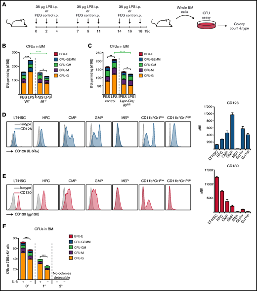 CFUs in BM of Il6−/− and LeprCre;Il6fl/fl mice upon chronic repetitive LPS treatment and evidence for direct IL-6 action on HSPCs. (A) Experimental outline illustrating chronic repetitive LPS treatment of Il6−/−, Lepr-Cre;Il6fl/fl, and control mice followed by collection of whole BM cells that were subjected to CFU assays. This schedule is applicable to experimental data depicted in panels B and C. (B-C) CFU activity shown as absolute CFU number per 1 hind leg in the BM of Il6−/−, Lepr-Cre;Il6fl/fl and respective control mice after chronic repetitive in vivo LPS treatment according to panel A. (D) Left panel shows a representative flow cytometric analysis for CD126 (IL-6R α chain, blue histograms) expression in LT-HSC, HPC, common myeloid progenitor (CMP), GMP, megakaryocyte-erythrocyte progenitor (MEP), CD11b+Gr1high, and CD11b+Gr1low cells in steady-state WT mice compared with isotype-matched controls (gray histograms). Right panel shows the delta mean fluorescent intensities (ΔMFI) as calculation of MFI testor – MFI isotype control from 3 independent experiments. (E) Left panel shows a representative flow cytometric analysis for CD130 (gp130, red histograms) expression in LT-HSC, HPC, CMP, GMP, MEP, CD11b+Gr1high, and CD11b+Gr1low cells in steady-state WT mice compared with appropriate isotype controls (gray histograms). Right panel shows the ΔMFI calculated as described earlier. Results from 3 independent experiments are shown. (F) CFU activity in c-Kit–enriched BM cells isolated from steady-state WT mice and cultured in the presence or absence of IL-6 but in otherwise fully cytokine-supplemented methylcellulose medium (initial plating 0°). After 7 days in culture, colonies were scored, cells harvested, and 3000 cells were re-plated (1° re-plating) and grown under the same conditions (ie, ±IL-6) for another 7 days. Upon the second re-plating (2°) no colony growth could be observed. *P < .05, **P < .01, ***P < .001, ****P < .0001. BFU-E, burst-forming unit erythrocyte; CFU-G, CFU granulocyte; CFU-GEMM, CFU granulocyte/erythrocyte/macrophage/megakaryocyte; CFU-GM, CFU granulocyte/macrophage; CFU-M, CFU macrophage; i.p., intraperitoneal; ns, nonsignificant.