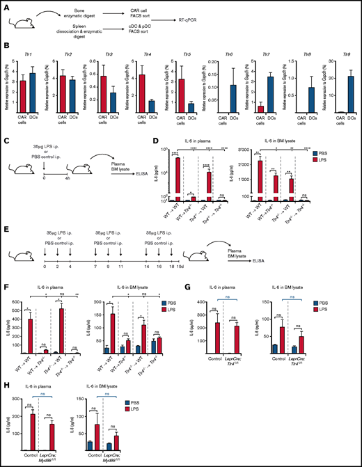 TLR gene expression by CAR cells and IL-6 levels in reciprocal Tlr4−/− mice upon chronic repetitive LPS treatment. (A) Experimental outline depicting isolation of CAR cells from BM as well as conventional dendritic cells (cDCs; CD3e–CD19–NK1.1–CD11chighCD45RA–MHCII+) and plasmacytoid dendritic cells (pDCs; CD3e–CD19–NK1.1–CD11c+CD45RA+MHCIIhigh) from spleen of steady-state WT mice for the assessment of Tlr expression as shown in panel B. (B) Tlr1-9 expression as assessed by qRT-PCR in CAR cells (red bars) and DCs (pooled cDCs and pDCs; blue bars) isolated from steady-state WT mice. Expression values were normalized to the housekeeping gene Gapdh. (C) Experimental scheme showing induction of LPS-induced inflammation by a single LPS injection. This schedule is applicable to experimental data depicted in panel D. (D) IL-6 plasma and BM lysate levels in Tlr4−/− BM reciprocal chimeric mice upon a LPS-induced inflammation (red bars) compared with PBS-injected control mice (blue bars). (E) Graphical scheme depicting experimental outline for chronic repetitive LPS-induced inflammation. This schedule is applicable to experimental data depicted in panel F. (F) IL-6 plasma and BM lysate levels in Tlr4−/− BM reciprocal chimeric mice upon a LPS-induced inflammation (red bars) compared with PBS-injected control mice (blue bars). (G) IL-6 plasma and BM lysate levels in LeprCre;Tlr4fl/fl mice upon a LPS-induced inflammation (red bars) compared with PBS-injected control mice (blue bars). (H) IL-6 plasma and BM lysate levels in LeprCre;Myd88fl/fl mice upon LPS-induced inflammation (red bars) compared with PBS-injected control mice (blue bars). *P < .05, **P < .01, ***P < .001, ****P < .0001. i.p., intraperitoneal; ns, nonsignificant.