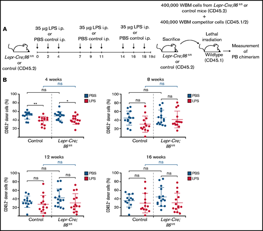 Competitive transplantation assay performed on whole BM (WBM) isolated from LPS-stimulated LeprCre;Il6fl/fl and control mice. (A) Experimental scheme depicting specifics of the competitive transplantations assay. (B) Results of the competitive transplantation assay performed according to the scheme depicted in panel A. Results indicate peripheral blood chimerism at weeks 4, 8, 12, and 16 as determined by the percentage of CD45.2+ donor cells. Blue dots indicate WT recipient mice given WBM from PBS-treated donor mice, and red dots indicate WT recipient mice given WBM from LPS-treated donor mice. *P < .05, **P < .01. i.p., intraperitoneal; ns, nonsignificant; PB, peripheral blood.
