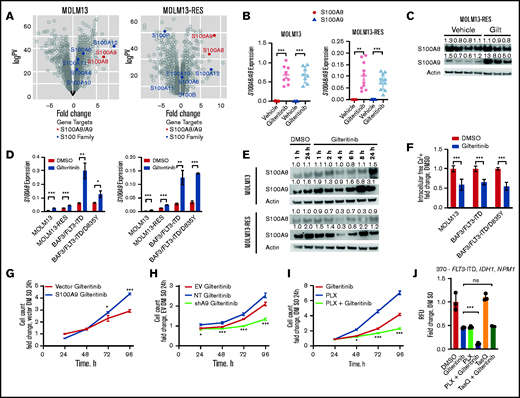 Gilteritinib induces S100A8/A9 expression and subsequently confers gilteritinib resistance. (A) Expression of S100 proteins in MOLM13 and MOLM13-RES xenograft models treated with vehicle or gilteritinib, 30 mg/kg once daily for 5 days per week (n = 8-10 mice per treatment cohort). AML cells were isolated from bone marrow at the study end point and analyzed by RNA-seq. (B) Expression of S100A8 and S100A9 by RT-PCR in cells obtained from the MOLM13 and MOLM13-RES xenograft models to validate the RNA-seq data. (C) Immunoblot of S100A8 and S100A9 expression in the MOLM13-RES xenograft model treated with vehicle or gilteritinib. Representative image of 3 to 4 samples per cohort. An immunoblot analysis was performed on Li-Cor Odyssey Fc, quantitated by Image Studio Software, and normalized to the actin control, as indicated above each blot. (D) Expression of S100A8 and S100A9 by RT-PCR in FLT3-ITD+ cells treated with 10 nM gilteritinib for 24 hours (n = 3). In all graphs, error bars represent the standard deviation. (E) Immunoblot of S100A8 and S100A9 expression in MOLM13 and MOLM13-RES cells treated with dimethyl sulfoxide (DMSO) or 10 nM gilteritinib for up to 24 hours. Representative blot of 3 separate experiments. An immunoblot was captured on Li-Cor Odyssey Fc, quantified by Image Studio Software, and normalized to actin control and then DMSO for 1 hour, as indicated above each blot. (F) Intracellular free-calcium assay of FLT3-ITD+ AML cell lines treated with 10 nM gilteritinib for 24 hours (n = 9). Cell growth assay of S100A9 overexpressed (G) or knocked down (H) in MOLM13 cells. One representative growth curve from 3 separate experiments (n = 3). Data were normalized to vector DMSO (G) or EV DMSO (H) at 24 hours. Statistical analysis was performed between the overexpression construct and vector or NT and shA9. (I) Cell growth assay of MOLM13 cells treated with 100 nM PLX51107 and 10 nM gilteritinib, separately or in combination. One representative growth curve from 3 separate experiments (n = 3). Data were normalized to DMSO at 24 hours. Statistical analysis was performed between the combination and gilteritinib-alone treatment groups. (J) Human primary AML cells (patient sample 370) with the indicated mutations were treated with DMSO, 150 nM gilteritinib, 500 nM PLX51107, and 2.5 µM tasquinimod, separately or in combination for 96 hours. Data were normalized to DMSO (CellTiter-Glo assay; n = 3 replicates). Statistical analysis was performed between the combination and gilteritinib-alone treatment groups. *P < 0.05; ** P < 0.01; *** P < 0.001; ns, not significant, by 2-tailed, unpaired Student t test. EV, empty vector; Gilt, gilteritinib; NT, non-targeting short hairpin RNA control; PLX, PLX51107; shA9, S100A9 short hairpin RNA; TasQ, tasquinimod; RFU, relative fluorescence units.