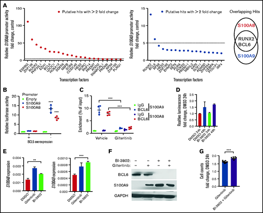 Gilteritinib-induced upregulation of S100A9 is mediated through loss ofBCL6 enrichment at the S100A9 promoter. (A) Putative hits with a greater than twofold change in the S100A8 promoter (left) and S100A9 promoter (middle) from the transcription factor screen. The overlapping hits with a greater than fivefold change resulted in RUNX2 and BCL6 (right). (B) Relative luciferase activity in a promoter assay with luciferase-expressing vectors containing S100A8/A9 promoters or empty vector and transfected with BCL6 (promoter assay; n = 4). In all graphs, error bars represent the standard deviation. (C) BCL6 enrichment at the S100A8 or S100A9 promoter in MOLM13 cells treated with 10 nM gilteritinib or dimethyl sulfoxide (DMSO) for 24 hours. Enrichment was normalized to input (chromatin immunoprecipitation assay; n = 4). (D) Relative luminescence in MOLM13 cells treated with 1 µM BI-3802 for 24 and 48 hours. Data were normalized to DMSO at 24 hours (CellTiter-Glo Assay; n = 3). (E) Expression of S100A8 and S100A9 by RT-PCR in MOLM13 cells treated with 10 nM gilteritinib or 1 µM BI-3802 for 24 hours (n = 3). (F) Immunoblot of BCL6 and S100A9 expression in MOLM13 cells treated with 10 nM gilteritinib ± 1 µM BI-3802 for 24 hours. Representative image of 2 separate experiments. The immunoblot was captured on film and normalized to the glyceraldehyde phosphate dehydrogenase (GAPDH) control. (G) Cell growth assay of MOLM13 cells pretreated with BI-3802 (1 µM; 24 hours) followed by cotreatment with gilteritinib (10 nM) for 48 hours. Data were normalized to DMSO at 24 hours (n = 9). *P < 0.05; **P < 0.01; ***P < 0.001, by 2-tailed, unpaired Student t test.
