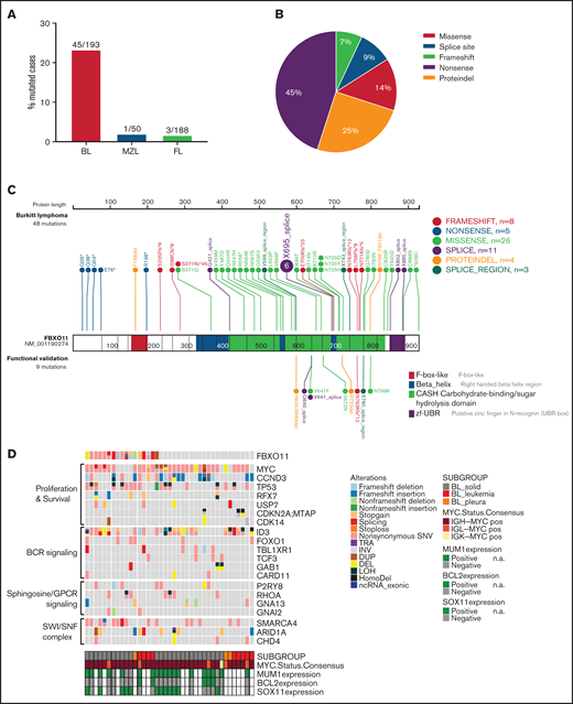 FBXO11 is frequently mutated in BL. (A) Bar graph showing the frequency of FBXO11 nonsynonymous mutations in B-cell lymphomas: BL, MZL, and FL. (B) Distribution of FBXO11 genetic alterations in BL. (C) Lollipop plot displaying 57 nonsynonymous FBXO11 mutations identified in BL primary cases (n = 193). Mutations that were functionally validated are shown below the gene model. (D) Mutation status of BL-associated genes in 39 BL cases.23 The affected genes are reordered in pathways to highlight any mutual exclusivity. Mutations are colored according to the type of SNVs, SVs, and CNAs. Cases are displayed according to the BL subgroups and are annotated with MUM1, BCL2, and SOX11 expression status analyzed by immunohistochemistry, as well as MYC translocation status. BCR, B-cell receptor; CNAs, copy number alterations; DEL, deletion; DUP, duplication; HomoDel, homozygous deletion; INV, inversion; LOH, loss of heterozygosity; n.a., not available; ncRNA, non-coding RNA; SNVs, single nucleotide variants; SVs, structural variants; TRA, translocation.