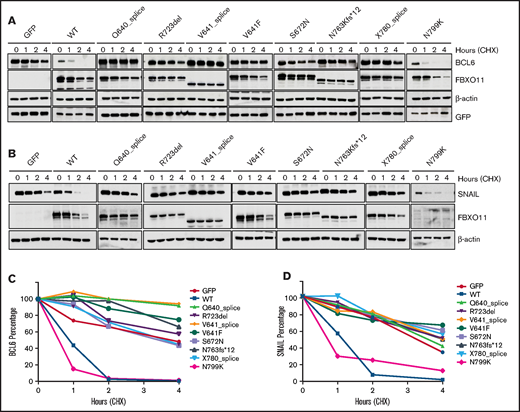 FBXO11 tumor-derived mutants show impaired ability to induce BCL6 and SNAIL degradation. (A) Representative western blot for FBXO11 and BCL6 protein expression in HEK-293T cells transfected with BCL6 in combination with GFP, WT FBXO11, or FBXO11 mutants at the indicated time points after treatment with CHX. FBXO11 mutants were detected by anti-FBXO11 antibody, and BCL6 was detected by anti-BCL6 antibody. β-actin was used as a loading control. GFP was used for transfection efficiency. One representative experiment of 2 independently performed experiments is shown. (B) Impaired degradation of SNAIL by FBXO11 mutants. Representative western blot for FBXO11 and SNAIL protein expression in HEK-293T cells transfected with SNAIL and WT FBXO11 or the indicated FBXO11 mutants at the indicated time points after treatment with CHX. FBXO11 mutants were detected by anti-Flag antibody. β-actin was used as a loading control. One representative experiment of 2 independently performed experiments is shown. (C) Degradation kinetics of BCL6 by FBXO11 mutants. BCL6 abundance was measured from western blot gels as in (A) by ImageJ software and normalized for the GFP intensity of the corresponding lane. The ratio between the relative levels of BCL6/GFP at each time 0 was set as 100%. Data are from 1 of 2 independent experiments, each with comparable results. (D) SNAIL abundance was measured from western blot gels, as in (B), using ImageJ software and normalized for β-actin intensity of the corresponding lane. The ratio between the relative levels of SNAIL/β-actin at each time 0 was set as 100%. Data are from 1 of 2 independent experiments, each with comparable results.