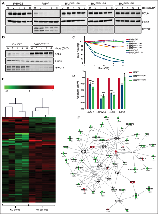 FBXO11 deletion in BL cell lines leads to BCL6 protein stabilization. (A) BLC6 stability in human BL lines in which FBXO11 is knocked out. Representative western blot showing BCL6 protein expression in 3 independent FBXO11 KO RAJI cell lines (clone #1 obtained with sgRNA#1, clones #2 and #3 obtained with sgRNA#2; supplemental Figure 5B-E) after treatment with CHX for the indicated times. FARAGE cell line, which is homozygous for deletion of the FBXO11 gene, was used as control for BCL6 stability. One representative experiment of 3 independently performed experiments is shown. (B) Representative western blot showing BCL6 protein expression in WT or FBXO11-KO DAUDI cell line after treatment with CHX for the indicated times. β-actin was used as a loading control. One representative experiment of 3 independently performed experiments is shown. (C) Degradation kinetics of BCL6 in BL WT or FBXO11-KO cells. BCL6 abundance was measured from western blot gels as in (A-B) using ImageJ software and normalized for the β-actin intensity of the corresponding lane. (D) Quantitative real-time PCR expression analysis of the BCL6 target genes DUSP5, CDKN1A, and CD69 mRNA in RAJI and 2 FBXO11-KO RAJI cell lines (#1 and #2). Data are mean ± standard deviation. (E) Hierarchical clustering (Euclidean distance, average linkage) of 172 genes detected as differentially expressed between the FBXO11-WT or -KO RAJI cell lines. (F) Analysis of genes detected as differentially expressed between WT cell lines and KO clones. Forty-seven of 172 differentially expressed genes can be connected to each other using Ingenuity Pathway Analysis (QIAGEN IPA) in a BCL6-centered network. **P < .01, ***P < .001, unpaired 2-tailed Student t test.
