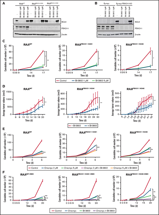 BCL6 degradation impairs BL growth and potentiates MYC inhibition. (A) Western blot analyses for BCL6 expression on the indicated BL cell lines. Cells were treated for 60 minutes with BI-3802 (1 or 5 μM), BI-3812 (1 μM), or vehicle (-) before collection. Data are representative of 2 experiments. β-actin was used as loading control. (B) Western blot analysis for BCL6 on immortalized lymphoma cell lines obtained from FBXO11-WT (Eμ-myc) or -KO (Eμ-myc/FBXO11fl/fl;CD19-Cretg/+) mice. Cells were treated for 1 hour with BI-3802 (1 or 5 μM), BI-3812 (1 μM), or vehicle (-) before collection. Data are representative of 2 experiments with similar results. β-actin was used as loading control. (C) Effects of BCL6 degradation on WT and FBXO11-KO RAJI (clones #1 and #2) cell growth. Cells were kept at constant concentrations of the degrader BI-3802 as indicated (1 μM or 5 μM) and split to 100 000 cells per milliliter every 3 days. Split rates were multiplied to derive growth curves. Data are mean ± standard error of the mean (SEM) and are representative of ≥3 independent experiments. *P < .05, **P < .01, unpaired 2-tailed Student t test. (D) Growth of tumor xenografts in NSG mice of WT and FBXO11-KO RAJI (clones #1 and #2) cells treated with BI-3802 (5 μM) for 24 hours before injection. Data (n = 5 mice per group) are shown as mean ± SEM. **P < .01, paired 2-tailed Student t test. (E) Growth curves of WT and FBXO11-KO RAJI (clones #1 and #2) cells treated with Omomyc mini-protein (2 or 5 μM), alone or in combination with BI-3802 (5 μM). Total cell number was quantified at the indicated time points. Data are mean ± SEM of triplicates from a single experiment representative of 2 repeats. **P < .01, ***P < .001, unpaired 2-tailed Student t test. (F) Growth curves of WT and FBXO11-KO RAJI (clones #1 and #2) cells infected with a doxycycline-inducible lentiviral vector expressing Omomyc. Cells were treated only with doxycycline to induce Omomyc expression (Omomyc), or BI-3802 (5 μM) or a combination of doxycycline and BI-3802 (Omomyc + BI-3802). Total cell number was quantified at the indicated time points. Data are mean ± SEM of triplicates from a single experiment representative of two repeats. **P < .01, ***P < .001, unpaired 2-tailed Student t test.