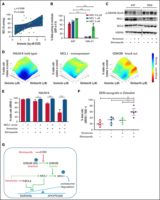 Silmitasertib enhances venetoclax-induced apoptosis via the GSK3B-MCL1 axis, and combined treatment is effective in a zebrafish xenograft model. (A) The association of MCL1 dependence assessed by basal BH3 profiling with venetoclax sensitivity. Patient-derived xenograft BCP-ALL samples were exposed ex vivo to the MS1 peptide specifically bound to MCL1, to assess MCL1 dependence (basal BH3 profiling). Spearman’s correlation was used to analyze correlation between venetoclax sensitivity and priming for MS1 (MCL1 dependence). Linear regression and 95% confidence intervals are shown. (B) BCP-ALL cell lines showing low or high venetoclax sensitivity were exposed (4 hours) to venetoclax at their corresponding EC10 concentrations (697, 27 nM; venetoclax/HAL-01, 2 nM venetoclax) followed by exposure to increasing concentrations of the MCL1-specific inhibitor peptide MS1 or vehicle control (1 hour) before cytochrome C release was measured by fluorescence-activated cell sorting (dynamic BH3 profiling). The difference of cytochrome C release between venetoclax and vehicle treatment (Delta priming) is shown for the MS1 peptide. Supplemental Figure 5 depicts raw values for this experiment. Means ± standard deviation (SD) from 3 independent experiments performed in triplicate are shown. ***P < .001. (C) Western blot analysis performed with the indicated antibodies, on lysates of 697 and SEM cells treated for 6 hours with vehicle (dimethylsulfoxide), 5 µM silmitasertib, and/or 0.05 µM venetoclax. HSP60 was used as the loading control. MCL1 band intensity is quantified in supplemental Figure 6A. Further data on time and concentration dependent changes in MCL1 are shown in Supplemental Figures 6B-D and 7A-B. (D) Combination effects on viability of NALM-6 wild-type cells, NALM-6 cells transduced with a lentiviral human MCL1 expression vector, and NALM-6 cells with complete knockout of GSK3B induced by CRISPR/Cas9 genome editing. Cells were analyzed with a WST-1 assay after a 48-hour treatment with serial dilutions of single and combined compounds, similar to Figure 1B. Combination effects were determined by a Loewe synergy model (Combenefit software) integrating the means of duplicates from 3 independent experiments for NALM-6 wild-type and MCL1-overexpressing cells and integrating data from 4 single-cell clones in NALM-6 GSK3B KO cells (clones c.1, c.2, c.5, and c.6; supplemental Figure 9B). NALM-6 wild-type cells showed 31 synergistic treatment combinations and a sum of synergy scores of 96.4, compared with 9 synergistic treatment combinations, in both MCL1 and GSK3B KO clones (corresponding synergy scores: 17.9 and 19.6). Each data point represents 1 drug or combination. (E) NALM-6 cells (stably expressing eGFP) were transduced with a lentiviral human MCL1 expression vector or empty vector (negative control) before treatment with 5 µM silmitasertib and/or 0.5 µM venetoclax for 48 hours. ANXA5 staining was assessed by flow cytometry to determine apoptosis. Data are shown as the mean ± SD. P values from 5 independent experiments were determined by Mann-Whitney U test. (F) SEM cells were engrafted into the pericardium in 2-day immunosuppressed zebrafish embryos, which were bathed in 1 µM venetoclax and/or 1 µM silmitasertib (tolerated dose) with 5 µM silmitasertib injected to the pericardium. Apoptosis was assessed after 72 hours. Each experiment (n = 5) was measured as the mean of a pool of 12 PDX embryos. Bars represent means of each experiment ± SD. Mann-Whitney U test. (G) Proposed mechanism by which silmitasertib sensitizes ALL cells to venetoclax. *P < .05; **P < .01; ***P < .001.