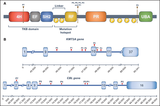 CBL structure and KMT2A-CBL rearrangements. (A) Structure of the CBL protein and its domains: 4-helix bundle (4H), EF-hand-calcium binding (EF), SRC homology 2 (SH2), RING finger (RF), proline-rich domain (PR), and ubiquitin-associated domain (UBA). Phosphorylation sites (P) and predicted protein breakpoints for each patient are also represented. (B) Schematic representation of KMT2A and CBL genes with the breakpoint for each patient.