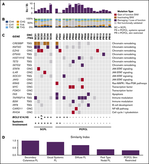 Landscape of somatic alterations in PCFCL and SCFL. (A) The number of somatic mutations per megabase in each specimen. (B) The relative ratios of single somatic nucleotide variant (SNV) types in each specimen. (C) Oncoplot. Red denotes gain of function mutations in putative oncogenes; brown or purple denotes inactivating or damaging mutations in putative tumor-suppressor genes, respectively; gray denotes missense mutations that have not been functionally validated. (D) Similarity index comparison of FL subtypes standardized to SCFL.