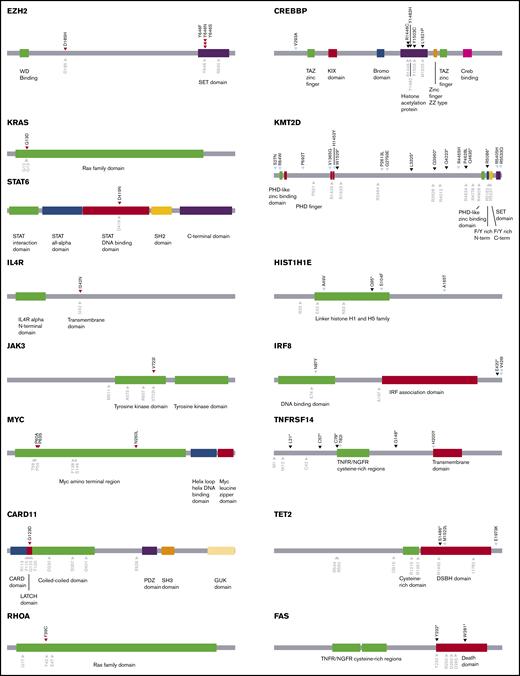Schematics of genes annotated with oncogenic missense mutations found in CFCL. Mutations marked with red arrowheads (left column) denote validated gain-of-function missense mutations in putative oncogenes. Mutations marked with black arrowheads (right column) denote loss-of-function missense mutations in putative tumor-suppressor genes. Mutations marked with light blue arrowheads (right column) denote missense mutations that have not been functionally validated. Gray arrowheads denote known mutation hotspots.