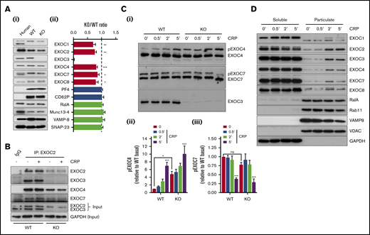 Characterization of exocyst expression, association, posttranslational modification, and movement in EXOC3 KO platelets. (Ai) Representative immunoblots of exocyst complex components and platelet secretory markers from human and murine (WT and EXOC3 KO) platelets are shown. (Aii) Densitometric analysis of relative murine protein abundance expressed as a KO:WT ratio after loading adjustment. (B) Washed platelets (5 × 108/mL) from WT and KO platelets were rested or stimulated with 5 µg/mL CRP for 5 minutes, lysed, and subjected to coimmunoprecipitation analysis of exocyst components with an EXOC2 antibody. Immunoprecipitation inputs were monitored for exocyst expression and glyceraldehyde-3-phosphate dehydrogenase (GAPDH) as loading control. (Ci) Lysates from WT and KO platelets (5 × 108/mL) treated with 5 µg/mL CRP for indicated times (minutes) were subject to phos-tag immunoblot analysis of EXOC3, 4 and 7. Densitometric analysis of changes in phosphorylated EXOC4 (Cii) and EXOC7 (Ciii) (pEXOC4/pEXOC7) were measured. (D) After stimulation of washed platelets (1 × 109/mL) with 5 µg/mL CRP for indicated times (minutes), platelet proteins were separated into soluble and particulate fractions and analyzed for exocyst expression and various “control” proteins for the respective fractions. Data are presented as the mean ± standard error of the mean. n = 5 (A); n = 3 (B-D). *P < .05, **P < .01, ***P < .001 vs WT (A), unstimulated sample (Cii-iii), or as indicated. IgG, immunoglobulin G; ns, not significant.