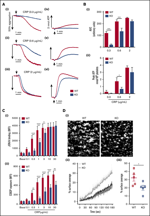 Defective functional responses in EXOC3 KO platelets after GPVI stimulation and whole blood thrombus formation over collagen. (A-B) Washed platelets (2 × 108/mL) from WT and EXOC3 KO platelets were assessed for CRP-induced platelet aggregation and dense granule secretion responses by lumi-aggregometry. Representative aggregation (Ai-iii) and secretion (Aiv-vi) traces in response to increasing concentrations of CRP are shown. Quantified area under the curve (AUC) (Bi) and peak ATP (Bii) values were calculated to determine changes in aggregation and secretion, respectively. (C) Washed platelets (2 × 107/mL) from WT and EXOC3 KO mice were treated with indicated concentrations of CRP (0.1-30 µg/mL) for 10 minutes, fixed, and analyzed for integrin αIIbβ3 activation (i) and α-granule secretion of P-selectin (CD62P) (ii) by flow cytometry using a JON/A and P-selectin antibody, respectively. (D) Anticoagulated whole blood from WT and EXOC3−/− mice was loaded with 2 µM DiOC6 for 10 minutes and subsequently perfused over a collagen-coated surface (50 µg/mL) at 1000 s−1 for 3 minutes. Representative images of thrombus accumulation (i) and quantification of change in percent surface coverage over time (ii) and end point at 3 minutes (iii) are provided (scale bar, 200 µm). Data are presented as the mean ± standard error of the mean. n = 5-7 (A-B); n = 7 (C); n = 5 (D). *P < .05, **P < .01, ***P < .001, ****P < .0001 vs indicated sample.