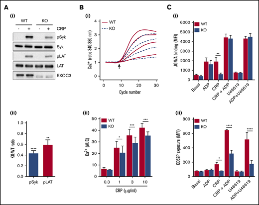 Alterations in proximal signaling events and dense granule secretion underlie defective GPVI responses in EXOC3 KO platelets. (A) Representative immunoblots of changes in phosphorylation of early GPVI signaling molecules, Syk and LAT, after CRP treatment (5 µg/mL) for 0.5 minute (i) with densitometric analysis of relative changes in Syk/LAT phosphorylation expressed as a KO:WT ratio after total protein loading adjustment (ii). (B) Washed platelets (1 × 108/mL) from WT and EXOC3 KO platelets were loaded with Fura-2AM before stimulation with increasing concentrations of CRP (0.3-10 µg/mL) and monitored for changes in cytosolic calcium levels. The kinetics of mean changes in calcium responses from 4 independent experiments (i) with quantified area under the curve (AUC) analysis (ii) are presented. The arrow in panel Bi denotes agonist addition. (C) Washed platelets (2 × 107/mL) were treated for 10 minutes with ADP (10 µM), CRP (0.3 µg/mL), U46619 (3 µM) alone, or combined as indicated, fixed, and monitored for changes in integrin αIIbβ3 activation (i) and α-granule secretion of P-selectin (CD62P) (ii) by using flow cytometry. Data are presented as the mean ± standard error of the mean. n = 7 (A); n = 4 (B); n = 3 (C). *P < .05, **P < .01, ***P < .001, ****P < .0001 vs indicated sample.