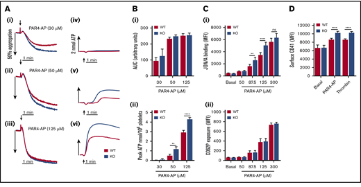 EXOC3 KO platelets elicit hyperactive responses to stimulation with PAR4-AP. (A-B) Washed platelets (2 × 108/mL) from WT and EXOC3 KO platelets were stimulated with increasing concentrations of PAR4-AP and monitored for changes in platelet aggregation and dense granule secretion. Representative aggregation (Ai-iii) and secretion (Aiv-vi) traces are shown. Quantified area under the curve (AUC) (Bi) and peak ATP (Bii) values were calculated to assess aggregation and secretion responses, respectively. (C) Washed platelets (2 × 107/mL) from WT and EXOC3 KO mice were treated with indicated concentrations of PAR4-AP (50-300 µM) for 10 minutes, fixed and analyzed for JON/A binding (i) and P-selectin surface exposure (CD62P) (ii) by using flow cytometry. (D) Similar to panel C, washed platelets were stimulated with PAR4-AP (300 µM) or thrombin (1 U/mL) for 10 minutes and monitored for changes in surface CD41 levels. Data are presented as the mean ± standard error of the mean. n = 4-5 (A-B); n = 8 (C); n = 9 (D). **P < .01, ****P < .0001 vs indicated sample.
