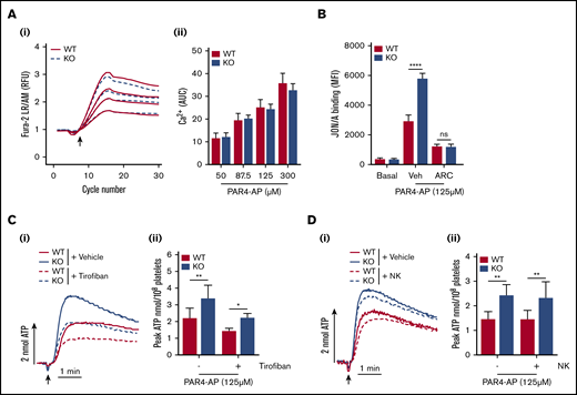 Enhanced dense granule secretion of ADP potentiates integrin αIIbβ3activation in PAR4-AP–stimulated EXOC3 KO platelets, which is independent of changes in calcium mobilization, integrin outside-in signaling, and GPIbα surface levels. (A) Washed platelets (1 × 108/mL) from WT and EXOC3 KO platelets were stimulated with increasing concentrations of PAR4-AP (50-300 µM) and monitored for changes in cytosolic calcium levels. The kinetics of mean changes in calcium responses from 4 independent experiments (i) with quantified area under the curve (AUC) analysis (ii) are presented. (B) Washed platelets (2 × 107/mL) were pretreated for 10 minutes with vehicle or 1 µM P2Y12 receptor antagonist cangrelor (AR-C) before stimulation with 125 µM PAR4-AP and monitored for changes in JON/A binding by using flow cytometry. Washed platelets (2 × 108/mL) from WT and EXOC3 KO platelets were pretreated with vehicle, tirofiban (50 µg/mL) (C) or Nk protease (5 µg/mL) (D), and assessed for changes in PAR4-AP (125 µM)–mediated dense granule secretion responses by lumi-aggregometry. Representative secretion traces (Ci,Di) and peak ATP secretion values (Cii,Dii) are displayed. Data are presented as the mean ± standard error of the mean. n = 4 (A); n = 5 (B); n = 3 (C); n = 4 (D). *P < .05, **P < .01, ****P < .0001 vs indicated sample. RFU, relative fluorescence units.