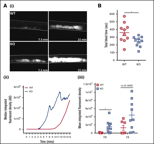 Thrombosis is accelerated and hemostasis improved in EXOC3 KO mice. (A) Anesthetized mice were infused with Dylight-488–conjugated anti-GPIbβ antibody before ferric chloride–mediated injury of the carotid artery up to a 15-minute experimental end point. Displayed are representative images of thrombus formation (i), with median fluorescence intensity values plotted over time (ii) and total median fluorescence intensity values compared at 7.5- and 15-minute time points (iii). (B) For tail bleeding analysis, anesthetized mice had tails excised 5 mm from the tip before immersion in 37°C saline, and total bleed time was monitored over a 10-minute experimental end point. Data are presented as the mean ± standard error of the mean. n = 7 for WT mice and n = 9 for KO mice (A); n = 10 (B). *P < .05 vs indicated sample. AU, arbitrary units.