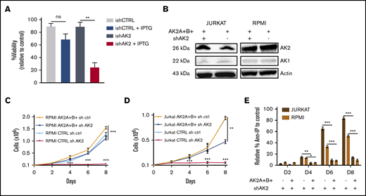 Overexpression of sh-resistant AK2 isoform rescues T-ALL apoptosis. (A) Percentage of Annexin V and propidium iodide (Ann-PI)–negative cells at day 5 post-IPTG induction of JURKAT cells transduced by an inducible shAK2 vector. (B) Western blots of AK2 and AK1 in JURKAT and RPMI 8402 cell lines overexpressing 2 AK2 isoforms resistant to shAK2, AK2A, and AK2B with or without shAK2. (C-D) Absolute number of cells expressing either AK2A and AK2B isoforms or shAK2 or both in JURKAT (C) and RPMI 8402 (D) cell lines over time posttransduction. (E) Percentage of Ann-PI–positive cells expressing either AK2A and AK2B isoforms and shAK2 or shAK2 alone in JURKAT and RPMI 8402 cell lines every 2 days from day 2 (D2) post-shAK2 transduction to D8. All experiments were made in technical duplicates. ns, not significant. *P < .05; **P < .01; ***P < .001. ns, not significant.