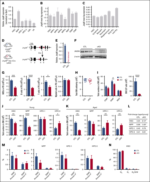 JMJD6 is required for steady-state multilineage hematopoiesis, whereas Jmjd6-deficient HSCs have a normal apoptotic and cell cycle status. (A) Relative levels of Jmjd6 messenger RNA (normalized to Hprt) in cells isolated from BM of 8- to 12-week-old adult C57BL/6 mice: LSKCD48−CD150+ HSCs, LSKCD48−CD150− MPPs, primitive HPCs (ie, LSKCD48+CD150− HPC-1 and LSKCD48+CD150+ HPC-2 populations), LSKs, and LK MPPs (n = 3). Data are mean ± SEM. (B) The expression of Jmjd6 in HSCs (LSKCD34−CD135−), MPP1 (LSKCD34+CD135−CD150+CD48−), MPP2 (LSKCD34+CD135−CD150+CD48+), MPP3 (LSKCD34+CD135−CD150−CD48+), and lymphoid-primed multipotent progenitor (LMPP)/MPP4 (LSKCD34+CD135+) populations, as well as in CMP (LKCD34+FcγRII/IIIlow), GMP (LKCD34+FcγRII/IIIhigh), and MEP (LKCD34−FcγRII/IIIlow) compartments, determined using single-cell SMART-seq2.29 Data are mean ± SEM. (C) Jmjd6 expression in HSCs and indicated committed progenitor cell compartments determined by 10× genomics single-cell RNA-seq.30 Bins represent clusters annotated via marker genes. Data are mean ± SEM. Ery, erythrocytes. (D) Genomic structure of the conditional Jmjd6 allele. Exon 3 is flanked by LoxP sites (red triangles). Following Cre-mediated recombination, exon 3 is excised, resulting in a frameshift mutation and a non-sense–mediated decay. (E) Levels of Jmjd6 messenger RNA in Jmjd6fl/fl;Vav-iCre (Jmjd6cKO) and control Jmjd6fl/fl (Jmjd6CTL) BM c-Kit+ cells (n = 4). Data are mean ± SEM. (F) Western blots for JMJD6 and β-actin from BM c-Kit+ cells from Jmjd6cKO and Jmjd6CTL mice (n = 3). (G) PB counts of white blood cells (WBCs), CD19+B220+ B cells, CD4+ and CD8+ T cells, and CD11b+Gr-1+ myeloid cells in 8- to 10-week-old Jmjd6cKO and Jmjd6CTL mice (n = 9-10). Data are mean ± SEM. (H) Total BM cellularity of Jmjd6cKO and Jmjd6CTL 8- to 10-week-old mice (2 femurs and 2 tibias) (n = 13-16). Data are mean ± SEM. (I) Total numbers of CMPs (LKCD34+FcγRII/IIIlow), GMPs (LKCD34+FcγRII/IIIhigh), MEPs (LKCD34−FcγRII/IIIlow), and CLPs (Lin−Sca-1lowc-KitlowCD127+CD135+) in BM from 8- to 10-week-old Jmjd6cKO and Jmjd6CTL mice (n = 13-16). Data are mean ± SEM. (J-K) Total numbers of HSCs, MPPs, HPC-1, and HPC-2 populations in BM of Jmjd6cKO and Jmjd6CTL mice. (J) Eight- to 10-week-old mice (n = 13-16). (K) Fifty-two–week-old mice (n = 6-9). Data are mean ± SEM. (L) Fold change in HSC, MPP, HPC-1, and HPC-2 populations in 52-week-old vs 8- to 10-week-old Jmjd6cKO and Jmjd6CTL mice (n = 6-13). (M) Percentage of DAPI−Annexin V+ and DAPI+Annexin V+ cells in HSCs, MPPs, HPC-1, and HPC-2 populations in BM from 8- to 10-week-old Jmjd6cKO and Jmjd6CTL mice (n = 6). Data are mean ± SEM. (N) Percentage of HSCs from 8- to 10-week-old Jmjd6cKO and Jmjd6CTL mice in the G0 (DAPI−Ki67−), G1 (DAPI−Ki67+), and G2/S/M (DAPI+Ki67+) phases of the cell cycle (n = 6-7). Data are mean ± SEM. *P < .05, **P < .01, ***P < .001, ****P < .0001, Mann-Whitney U test.