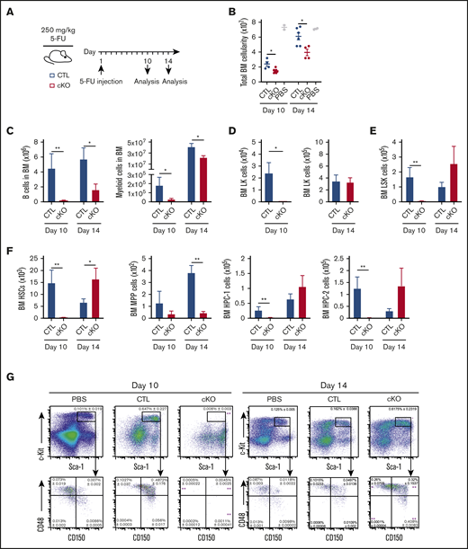 Loss of Jmjd6 significantly impacts recovery from hematopoietic injury. (A) Experimental design. Eight- to 12-week-old Jmjd6cKO and Jmjd6CTL mice were administered 1 dose of 5-FU (250 mg/kg) via IV injection, and hematopoietic compartments were analyzed 10 and 14 days later. (B) Total BM cellularity (1 femur and 1 tibia) of 5-FU–treated Jmjd6cKO and Jmjd6CTL mice (n = 4-7) and Jmjd6CTL PBS-treated controls (n = 2) at 10 and 14 days postinjection. Total cell numbers of B cells and myeloid cells (C), LK cells (D), LSK cells (E), and HSCs, MPPs, and HPC-1 and HPC-2 populations (F) in BM from Jmjd6cKO and Jmjd6CTL mice 10 and 14 days following 5-FU treatment (n = 4-7). (G) Representative FACS profiles showing frequencies (± SEM) of BM LSK, HSC, MPP, HPC-1, and HPC-2 cell populations from 5-FU–treated Jmjd6cKO and Jmjd6CTL mice (n = 4-7) and Jmjd6CTL PBS-treated controls (n = 2) at 10 and 14 days postinjection. Data are mean ± SEM. *P < .05, **P < .01, Mann-Whitney U test.