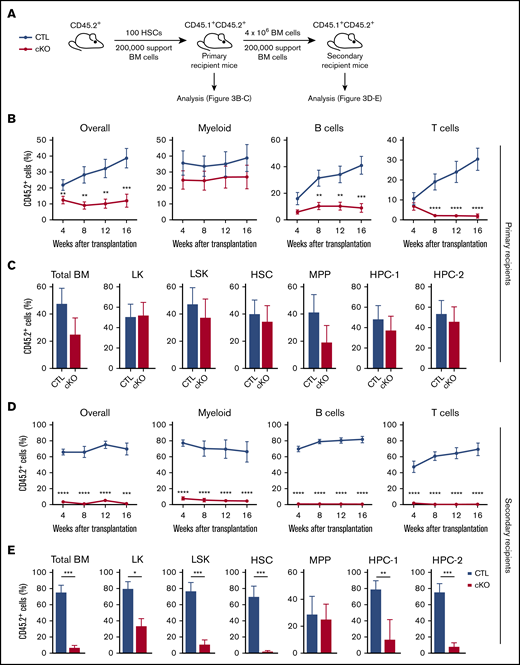 HSCs without JMJD6 fail to sustain multilineage hematopoiesis upon serial transplantation. (A) Experimental design. One hundred BM HSCs from 8- to 10-week-old Jmjd6cKO and Jmjd6CTL mice were transplanted into lethally irradiated syngeneic CD45.1+/CD45.2+ primary recipient mice together with 2 × 105 competitor CD45.1+ BM cells. After 16 weeks, 4 × 106 unfractionated BM cells from primary recipient mice were transplanted into lethally irradiated syngeneic CD45.1+/CD45.2+ secondary recipient mice together with 2 × 105 competitor CD45.1+ BM cells. PB of primary and secondary recipient mice was analyzed every 4 weeks and hematopoietic compartments were analyzed 16 weeks posttransplantation. (B) Percentage of CD45.2+ cells in the overall PB compartment, as well as the myeloid, B-cell, and T-cell compartments, in primary recipient mice (n = 2 per genotype; 4-5 recipients per group). (C) Percentage of CD45.2+ cells within the total BM, LK, LSK, HSC, MPP, HPC-1, and HPC-2 compartments of primary recipient mice 16 weeks after transplantation (n = 2 per genotype; 4-5 recipients per group). (D) Percentage of CD45.2+ cells in the overall PB compartment, as well as the myeloid, B-cell, and T-cell compartments, in secondary recipient mice (n = 2 per genotype; 4-5 recipients per group). (E) Percentage of CD45.2+ cells within the total BM, LK, LSK, HSC, MPP, HPC-1, and HPC-2 compartments of secondary recipient mice 16 weeks after transplantation (n = 2 per genotype; 4-5 recipients per group). Data represent mean ± SEM. *P < .05, **P < .01, ***P < .001, ****P < .0001, Mann-Whitney U test.