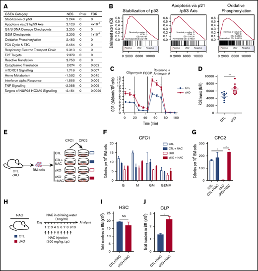 Jmjd6-deficient HSPCs display molecular signatures of functional HSC decline, which can be rescued by removing ROS. (A) GSEA showing upregulated and downregulated pathways in LSKs from 8- to 12-week-old Jmjd6cKO mice compared with LSKs from 8- to 12-week-old Jmjd6CTL mice (n = 4). (B) GSEA plots for stabilization of p53, apoptosis via p21/p53 axis, and OXPHOS based on analysis of gene expression changes, using Jmjd6cKO LSK cells for upregulated pathways (n = 4). (C) OCR in Jmjd6cKO and Jmjd6CTL BM c-Kit+ cells under basal conditions and maximal OCR. Maximal OCR was achieved by the sequential addition of oligomycin (ATPase inhibitor), FCCP (mitochondrial uncoupler), and rotenone and antimycin A (complex I and III inhibitors, respectively) (n = 3). (D) ROS levels in c-Kit+Jmjd6cKO and Jmjd6CTL BM cells after a 1-hour incubation with CellROX reagent. Data represent mean fluorescence intensity (MFI) (n = 8-9). (E) Experimental design. BM cells from 8- to 10-week-old Jmjd6cKO and Jmjd6CTL mice were placed in CFC assays with 5 mM NAC or PBS control. CFC1 colonies were counted and scored 10 days after plating and replated into CFC2. CFC2 colonies were counted after 10 days in culture. (F) CFC1. G, granulocyte; GEMM, granulocyte, erythroid, macrophage, or megakaryocyte; GM, granulocyte and monocyte/macrophage; M, monocyte/macrophage; (n = 4). (G) CFC 2 (n = 4). (H) Experimental design. Eight- to 12-week-old Jmjd6cKO and Jmjd6CTL mice were administered a daily dose of NAC (100 mg/kg) via intraperitoneal injection, as well as in drinking water (1 mg/mL). Hematopoietic compartments were analyzed following 10 days of treatment. Total cell numbers of HSCs (I) and CLPs (J) in BM from Jmjd6cKO and Jmjd6CTL mice after 10 days of NAC treatment (n = 4-5). Data are mean ± SEM. *P < .05, **P < .01. NS, not significant.