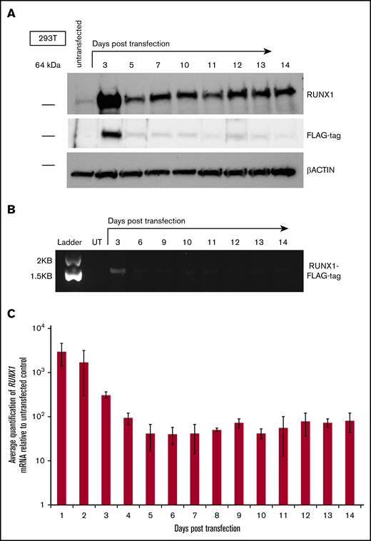 Effect of transient expression of exogenous RUNX1 on expression of endogenous RUNX1 in 293T cells. (A) Western blot analysis of total RUNX1 protein in 293T cells transiently transfected with FLAG epitope-tagged RUNX1 expression vector (RUNX1-FLAG), over a 10-day time course. Immunostaining performed with antibodies directed against RUNX1, FLAG tag, and β-actin control. (B) Agarose gel electrophoresis showing semiquantitative RT-PCR measurement of RUNX1-FLAG transcript, corresponding to the transfection performed in panel A. UT, untransfected. (C) Average fold change of RUNX1 transcript in 293T cells transiently transfected with RUNX1-FLAG plasmid, relative to untransfected control, as measured by qRT-PCR. Error bars show standard deviation of 3 repetitions.