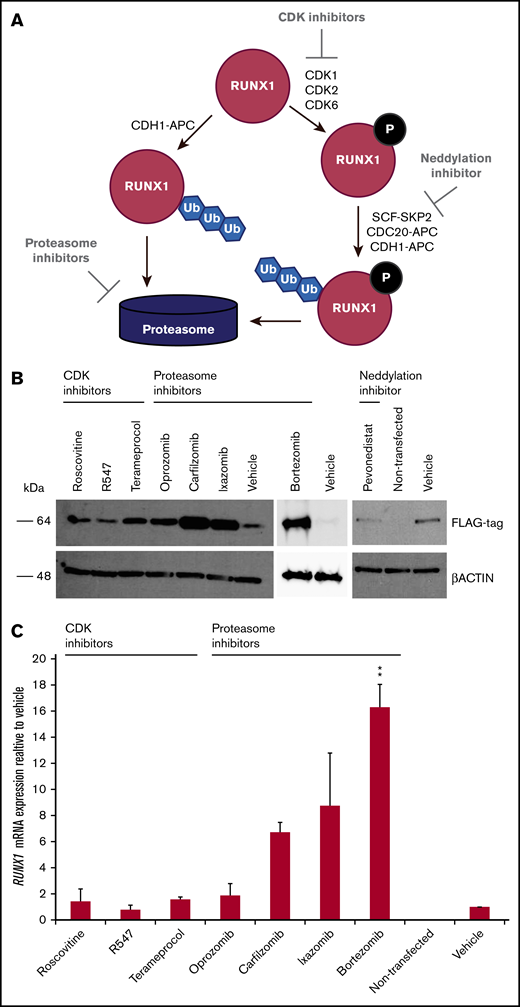 Effect of drugs inhibiting RUNX1 proteolytic degradation on RUNX1 protein and transcript levels in 293T cells transiently transfected with RUNX1-FLAG. (A) RUNX1 protein degradation pathway, showing the points at which inhibitors act. (B) Western blot analysis exhibiting elevated levels of exogenous RUNX1-FLAG protein expression in transiently transfected 293T cells after 24 hours of drug treatment vs vehicle (DMSO) treatment. (C) qRT-PCR revealing commensurately elevated levels of RUNX1 transcript in drug-treated 293T cells transiently transfected with RUNX1-FLAG. Error bars show standard deviation of 2 repetitions. Drug concentrations for all experiments are listed in supplemental Table 1. **P < .01, using a 2-tailed Student t test assuming unequal variance.