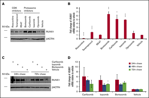 Persistence of RUNX1 expression after transient inhibition of its proteolytic degradation. (A) Nontransfected 293T cells were treated with the indicated drug or vehicle (DMSO) for 24 hours. Immediately afterward, protein lysates were subjected to western blot detection of endogenous RUNX1 compared with β-actin control. (B) Average fold change of endogenous RUNX1 mRNA expression relative to vehicle treatment, for drugs corresponding to panel A. (C) Nontransfected 293T cells were treated with the indicated drug or vehicle for 24 hours. At 24, 48, and 72 hours after the conclusion of drug treatment, protein lysates from aliquots were subjected to western blot detection of endogenous RUNX1 compared with β-actin control. (D) Average fold change of endogenous RUNX1 mRNA expression relative to vehicle treatment, for drugs corresponding to panel C. Error bars show standard deviation. *P < .05; **P < .01; ***P < .001, using a 2-tailed Student t test assuming unequal variance.