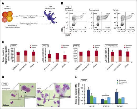 RUNX1-FPD primary bone marrow MNCs treated with inhibitors of RUNX1 proteolytic degradation early during in vitro megakaryocyte differentiation. (A) Differentiation protocol. (B) Representative flow cytometric analysis of megakaryocytes generated from patient FPD-1 at the conclusion of the differentiation protocol. (C) Graphic representation of flow cytometric analysis, as depicted in panel B, relative to vehicle-treated control, for each patient (FPD-1, -2, and -3, or all 3 analyzed collectively). Immature megakaryocyte populations correspond to CD41a+/CD42b− and mature populations correspond to CD41a+/CD42b+. Confidence interval represents standard deviation of 1 to 4 repetitions. (D) Cytocentrifuge preparation of cells (Wright-Giemsa stain) harvested at the conclusion of the differentiation protocol. Representative results obtained from FPD-2. Arrowheads indicate blebs consistent with proplatelet formation. (E) Myosin and RUNX1 expression after drug treatment in primary bone marrow samples. qRT-PCR for the indicated genes at day 14 of differentiation of primary bone marrow cells (FPD-2; n = 2). *P < .05, using a 2-tailed Student t test assuming unequal variance.