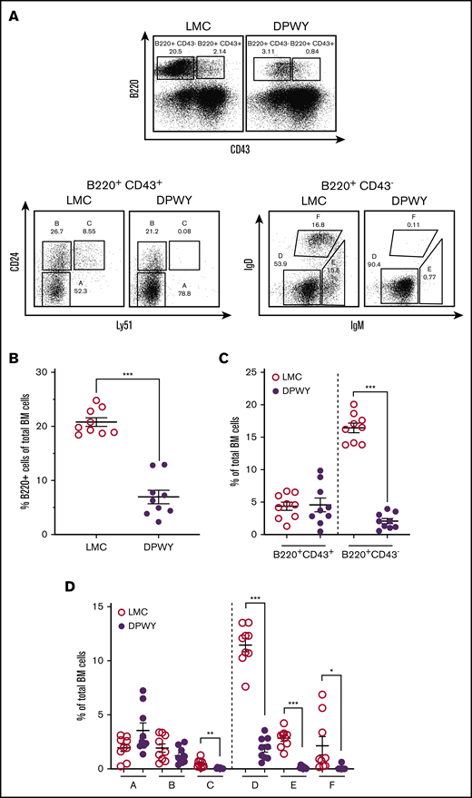 B-cell changes begin early in bone marrow development. (A) Flow cytometry staining of bone marrow B cells is based on the Hardy classification system and was conducted as described in the “Methods” section, cells are gated on live lymphocytes for analysis. Representative dot plots and summary data are shown for LMC and mb1DPWY bone marrow. (B) Summary data for the percentage of B220+ cells in total bone marrow. (C) The percentage of CD43− vs CD43+ B220 expressing cells in the total bone marrow of mb1DPWY vs LMC showing proportionally fewer more mature (CD43−) B cells present in the bone marrow of mb1DPWY mice. (D) The percentage of each developmental subset (A-F) in the total bone marrow of mb1DPWY vs LMC showing the significant loss of B cells in fraction C onward. Cells are gated on live lymphocytes for analysis. Summary data of bone marrow subsets are for n = 9 mb1DPWY and n = 9 LMC from 3 independent experiments; data are shown as the mean ± SEM. *P < .05, **P < .01, ***P < .001.