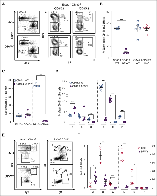 The bone marrow developmental issue is B cell–intrinsic. (A) Flow cytometric analysis of lethally irradiated CD45.1 recipient mice receiving equal numbers of bone marrow cells (1 × 106 cells/genotype) from CD45.2 LMC and CD45.2 mb1DPWY by IV injection. Bone marrow was analyzed by flow cytometry based on the Hardy classification system 8 weeks after transfer. Data are shown as a representative plot for n = 5 mice per group from a single experiment. Summary data for the percentage of B220+ in (B) total bone marrow, the percentage of B220+ cells maturing B cells as measured by CD43 expression is decreased in CD45.2 mb1DPWY compared with (C) CD45.1 WT cotransferred cells, and the percentage of each (A-F) developmental subset in the total bone marrow of CD45.2 mb1DPWY vs (D) CD45.1 WT cells showing the significant loss of B cells in fraction C onward. Data are shown as mean ± SEM. (E) Representative plots and (F) summary data of B-cell developmental stages in day 4 in vitro bone marrow. Equal numbers of total bone marrow cells from mb1DPWY and LMC mice were cultured for 4 days in the presence of IL-7 and harvested for analysis. Cells were analyzed by flow cytometry based on the Hardy classification system. Data are representative of n = 1-3 mice/genotype from 2 independent experiments. *P < .05, ***P < .001.
