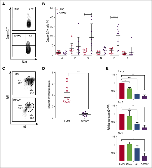 B cells are deleted early in development because of NF-κB activation and escaping cells are immature. (A) Representative plots for Caspase 3 and 7 expression in development stage C and (B) summary data for Caspase 3 and 7 expression in different bone marrow B-cell development stages. Cells are gated on live B220+ cells and then subclassified using the Hardy system before Caspase 3 and 7 expression was assessed as a percentage in each developmental stage. Data are from n = 9 mice/genotype, shown as the mean ± SEM and were collected in 3 independent experiments. (C) Representative plots for mature and immature B cells in the spleen of LMC and mb1DPWY mice. Cells are gated on live B220+ cells and stained for surface IgM and IgD, with immature cells being IgDlo/− and mature cells being IgD+. (D) Summary data of the ratio of mature to immature B cells in the spleen of WT and mb1DPWY mice, data are from n = 11 WT and n = 7 mb1DPWY mice, shown as the mean ± SEM and were collected in 4 independent experiments. (E) Gene expression of Pax5, Ebf1, and Ikaros in Hardy group B cells, data are from n = 3 replicates/genotype (pooled from 2-3 mice/replicate). Data shown as fold induction compared with LMC controls. *P < .05, **P < .01, ***P < .001.