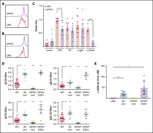 Functional defects of DPWY mb1 B cells. Representative proliferation plots for live B220+ bone marrow B cells stimulated for 72 hours with (A) LPS, (B) anti-CD40 monoclonal antibody, and (C) summary data of the division index of bone marrow B220+ B cells stimulated for 72 hours with the indicated stimuli. Data shown are representative of n = 8 LMC and n = 8 mb1DPWY mice from 4 independent repeats for LPS, anti-IgM, and PI and n = 5 LMC and n = 3 mb1DPWY from 2 independent repeats for anti-CD40. Data are shown as the mean ± SEM. (D) Endogenous levels of serum IgG, IgM, IgA, and IgG2c were measured by ELISA as described in the “Methods.” Data shown are for n = 28 LMC mice, n = 14 mb1Traf3−/−, n = 12 mb1DPWY, and n = 5 CD21DPWY mice. Data are presented as mean ± SEM. (E) Serum levels of anti-dsDNA antibodies were measured at 3 months of age, data are shown as the mean ± SEM for n = 5 LMC, n = 10 alternative pathway, n = 9 mb1DPWY, and n = 8 CD21DPWY mice. *P < .05, ***P < .001.