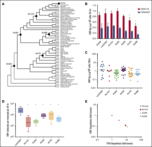 AnVWF biosynthetic efficiency correlates with ancestral FVIII. (A) Phylogenetic tree depicting ancestral sequence reconstruction of 59 extant VWF sequences. VWF sequences selected for de novo synthesis are labeled as closed circles. (B) Production rates of AnVWF protein following transient transfection of HEK116 (red bars) and HEK293T (blue bars) cells. Error bars represent SD (n = 4). *P < .05 (Dunnett’s one-way ANOVA). (C) Stable, monoclonal producer cell lines were produced from HEK116 cells, and VWF biosynthesis was measured via ELISA. Horizontal bars represent median values; n = 13, 7, 23, 29, 19, and 14 for cohVWF, An101, An84, An63, An70, and An88, respectively. No significant differences were detected compared with cohVWF (Dunn’s one-way ANOVA). (D) Transcript analysis of monoclonal producer cell lines at steady state was performed by one-step reverse transcription polymerase chain reaction. VWF antigen was normalized to transcript levels to determine biosynthetic efficiency. Box plot reveals range, 25th and 75th percentiles, and median values; n = 6 for An70 and An88 and n = 5 for others. All AnVWF constructs displayed significantly reduced (*P < .05) biosynthetic efficiency compared with cohVWF (Dunnett’s one-way ANOVA). (E) Correlation of VWF and FVIII biosynthetic efficiency was compared as fold change relative to human. FVIII biosynthetic efficiency was reported previously.14 Linear regression equation (not shown) is y = −1.002x + 6.4 × 10−5 with r2 = 1.