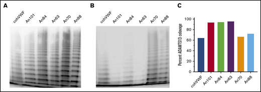AnVWF shows conserved multimerization and human ADAMTS13 proteolysis. Purified recombinant AnVWF was analyzed for multimer formation using sodium dodecyl sulfate–agarose electrophoresis following incubation in the absence (A) or presence (B) of recombinant human ADAMTS13. (C) Percentage of VWF multimer cleavage was determined by densitometry before and after enzyme addition and normalized to background signal.