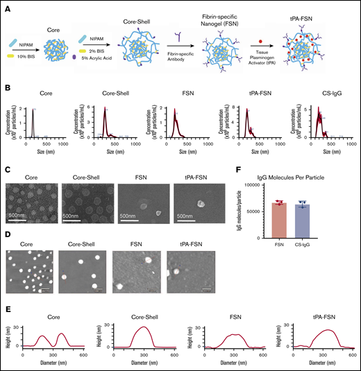Nanogel synthesis schematic and characterization. (A) Schematic of core-shell particle synthesis and FSN fabrication followed by subsequent tPA loading through a rehydration technique. (B) Core, core-shell, FSN, tPA-FSN, and tPA-CS-IgG size characterization hydrodynamic measurements using 108 particles. (C) SEM (JEOL JSM-7600F) images are shown at a magnification of 80 000× to validate core-shell architecture and FSN and tPA-FSN structure. Representative AFM (Asylum Research MFP-3D) dry images using 30 particles (D) and representative height traces using 30 particles (E). (F) Quantification of antibody molecules per particle for FSN and CS-IgG particles. Data are presented as average ± standard deviation.