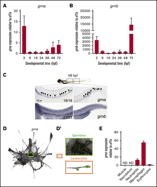 grna expression is restricted to the myeloid cell lineage during embryo development. Expression of grna (A) and grnb (B) during zebrafish embryonic and larval development. The messenger RNA (mRNA) levels were determined by real-time qPCR in 10 to 30 pooled larvae at the indicated times. The gene expression is normalized against ef1a; each bar represents the mean ± standard error of the mean (SEM) from 2 independent experiments. (C) Expression of grna (upper panel) and grnb (lower panel) by WISH at 48 hpf. Black arrowheads denote grna expression by distinct individual cells. Note that the grnb expression pattern is ubiquitous. Anterior is to the left, dorsal to the top. Numbers represent embryos with displayed phenotype. (D-D′) Single-cell RNA-seq graph showing grna expression (green dots) using the online tool SPRING by Wagner et al.42 Dots represent single cells from 4 hpf (center) to 24 hpf (periphery) zebrafish embryos. The cells that expressed grna (green dots) are magnified in panel D′. Notice that grna expression is restricted to germline cells (green box) and leukocytes (orange box). (E) Muscle (Myf5:eGFP+), vasculature (Flk:mcherry+; Gata1:DsRed–), neutrophils (Mpx:eGFP+), macrophages (Mpeg1:eGFP+), and erythrocytes (LCR:eGFP+) cells from dissected embryos were purified by FACS, and qPCR was performed for grna. Levels of grna transcripts along the x-axis are shown relative to the housekeeping gene ef1a. Bars represent mean ± SEM of 2 to 3 independent samples. ND, not detected.