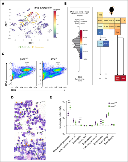 Granulin expression is upregulated in vertebrate myeloid cells and is essential for myeloid cell differentiation during adult hematopoiesis. (A) t-Distributed stochastic neighbor embedding (t-SNE) analysis showing grna expression levels (red, high; orange and yellow, medium; blue, absent) of single cells sequenced from wild-type zebrafish kidney marrow using the online visualizer Single Cell inDrops RNA-Seq Visualization of Adult Zebrafish Whole Kidney Marrow (https://molpath.shinyapps.io/zebrafishblood/#pltly).45 The main tSNE clusters identified expressing grna are denoted by open circles. Yellow open circles represent clusters defined as “macrophages.” Open green circles are grna-expressing clusters whose cells were identified as “myeloid cells.” (B) Mouse hematopoietic model showing the dynamic expression of Grn derived from microarray data (Affymetrix Mouse Genome 430 2.0 Array). Notice that lymphocyte differentiation beyond common lymphoid progenitor (CLP) is not shown here. (C) Representative flow cytometric light scatter profile showing the different hematopoietic populations present in grna+/+ (left) and grna−/− (right) kidney marrow. (D) Representative pictures from grna+/+ and grna−/− whole kidney marrows cytospins stained with Wright-Giemsa stain showing increased early myeloid precursors (orange arrowheads) and decreased mature neutrophils (green arrowheads) in the absence of grna (bottom panel) compared with grna+/+ control siblings (upper panel). Magnification ×100. (E) Manual quantification of kidney marrow hematopoietic cells in grna−/− (green squares, n = 5) compared with control grna+/+ (black dots, n = 5) from 2 independent experiments. Horizontal lines and error bars indicate mean ± SEM. ***P < .001; ****P < .0001. Ery, erythrocytes; FSC, forward scatter; GMLP, granulocyte-monocyte-lymphoid progenitor; GMP, granulocyte-macrophage progenitor; Gra Gr+, granulocyte; HSC, hematopoietic stem cell; MEP, megakaryocyte-erythroid progenitor; MkP, megakaryocyte progenitor; Mono, monocyte; MPP, multipotential progenitor; pCFU-e, pre-colony-forming unit-erythroid; pGMP, pre-granulocyte-macrophage progenitor; Plt, platelet; pMEP, pre-megakaryocyte-erythroid progenitor; SSC, side scatter; sCMP, strict common myeloid progenitor.