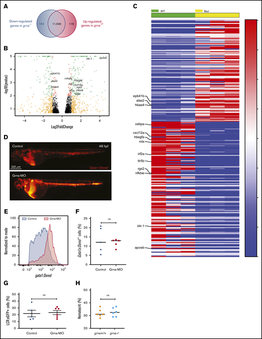 Grna inhibits gata1 expression. (A) RNA-seq analysis from grna−/− and grna+/+ adult zebrafish kidney marrows reveals 154 downregulated and 116 upregulated genes in grna−/− vs grna+/+ control. (B) Volcano plot obtained from DESeq2 analysis of grna−/− and grna+/+ kidney marrows. (C) Heat map of the enriched and depleted transcripts in kidney marrows from grna−/− vs grna+/+ adult fish. Color coding is based on rlog-transformed read count values. (D) Representative fluorescence images of 48 hpf Gata1:DsRed embryos injected with Grna-MO (bottom panel) and a 5-base Grna mismatch control (upper panel). (E) Quantification by flow cytometry showing the histogram of 3 pooled Gata1:DsRed embryos injected with Grna-MO (red) or mismatch Grna-MO control (gray). (F-G) Erythrocyte numbers quantified by flow cytometry of Gata1:DsRed (F) or LCR:eGFP (G) embryos injected with Grna-MO or Grna mismatch control MO. Dots represent independent biological replicates from 3 48-hpf Gata1:DsRed+ pooled embryos (F) or 3 48-hpf LCR:eGFP+ pooled embryos (G). (H) Hematocrit (%) in grna+/+ and grna−/− adult zebrafish. Horizontal lines indicate mean ± SEM. MUT, mutated; WT, wild-type.