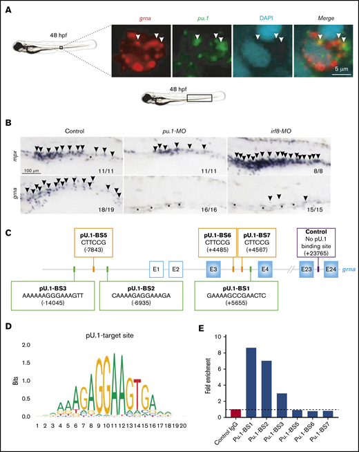 TF network that controls granulin expression. (A) Double fluorescence in situ hybridization for grna (red) and pu.1 (green) shows colocalization of both transcripts. Nuclei are stained with DAPI (blue). Pictures were taken by confocal microscopy from the tail region of 48-hpf zebrafish embryos. Each image is a 1-µm z slice. (B) WISH for the neutrophilic marker mpx (upper panels, arrowheads) or grna (lower panels, arrowheads) after MO knockdown of Pu.1 (middle panels) or Irf8 (right panels) compared with standard MO control (left panels) at 48 hpf. Pu.1 or Irf8 knockdown abolished grna expression. Asterisks denote natural pigmentation occurring in the tail of zebrafish embryos. (C) Schematic representation of the grna gene and its 5′ enhancer locus denoting 6 putative Pu.1 BSs. Pu.1 BS1-3 (green squares) were found by searching the human PU.1 target site nucleotide matrix represented in panel D using the motif comparison tool Tomtom. Pu.1 BS5-7 (orange squares) were found searching the PU.1 target site nucleotide matrix available in ConSite (http://consite.genereg.net/cgi-bin/consite). BS positions are denoted by bracketed numbers. Positive numbering starts with +1 at the A of the grna ATG translation initiation (start) codon. Nucleotides upstream (5′) of the grna ATG translation initiation codon (start) are marked with a minus sign. E, exon. White squares with a blue line indicate grna exons from the untranslated region. Blue squares represent grna coding exons. Control primers to amplify 71 base pairs of a locus within the grna gene with no predicted Pu.1 BSs for CUT&RUN normalization are indicated with a purple square. (E) CUT&RUN experiment was performed in fresh zebrafish kidney marrows from adult AB* using a Pu.1 or control immunoglobulin G (IgG) antibody. Fold enrichment of Pu.1-associated DNA fragments was identified by qPCR using primers flanking the BSs denoted in panel C. To calculate the fold enrichment, qPCR results for each BS were normalized against spike-in DNA as described86 and control primers that amplify a locus of the grna gene lacking predicted Pu.1 BSs. This experiment was performed 3 times with similar enrichments. Panel E is a representative experiment from 3 independent biological replicates performed. The primers used are shown in supplemental Table 1.