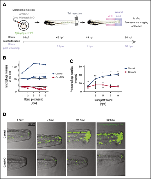 Macrophages respond abnormally to injury in the absence of Grna. (A) Experimental workflow. Tg(Mpeg1:eGFP) 1-cell stage embryos were injected with either Grna MO or Grna mismatch MO. At 48 hpf, caudal tails were resected immediately after the end of the notochord. Fluorescence imaging of the tail (CHT, where the majority of neutrophils reside at this developmental time, and wound area) was taken every 2 hours from 1 hour post-wounding (hpw) to 32 hpw, and the number of neutrophils was quantified manually. (B) Neutrophil numbers in the CHT from individual Mpeg1:eGFP transgenic animals at 1, 3, 5, 7, and 9 hpw after depletion of Grna compared with Grna mismatch control morphants. (C) Percentage of Mpeg1:eGFP+ macrophages recruited to the wound region normalized to the total macrophage number in the tail (CHT and wound) in embryos injected with Grna MO (red line, n = 3) or Grna mismatch MO (blue line, n = 3) at indicated time points. Circle and square dots indicate means, and error bars indicate SEM. (D) Representative fluorescence images of tail fins from Mpeg1:eGFP Grna or Grna mismatch control morphant siblings at the indicated times. *P < .05; **P < .001.